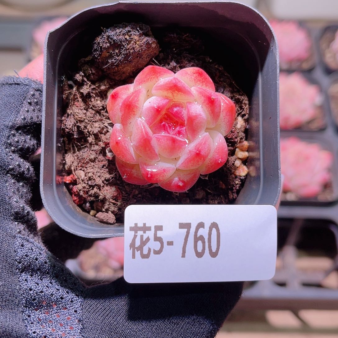 花利美5-760白桃汽水