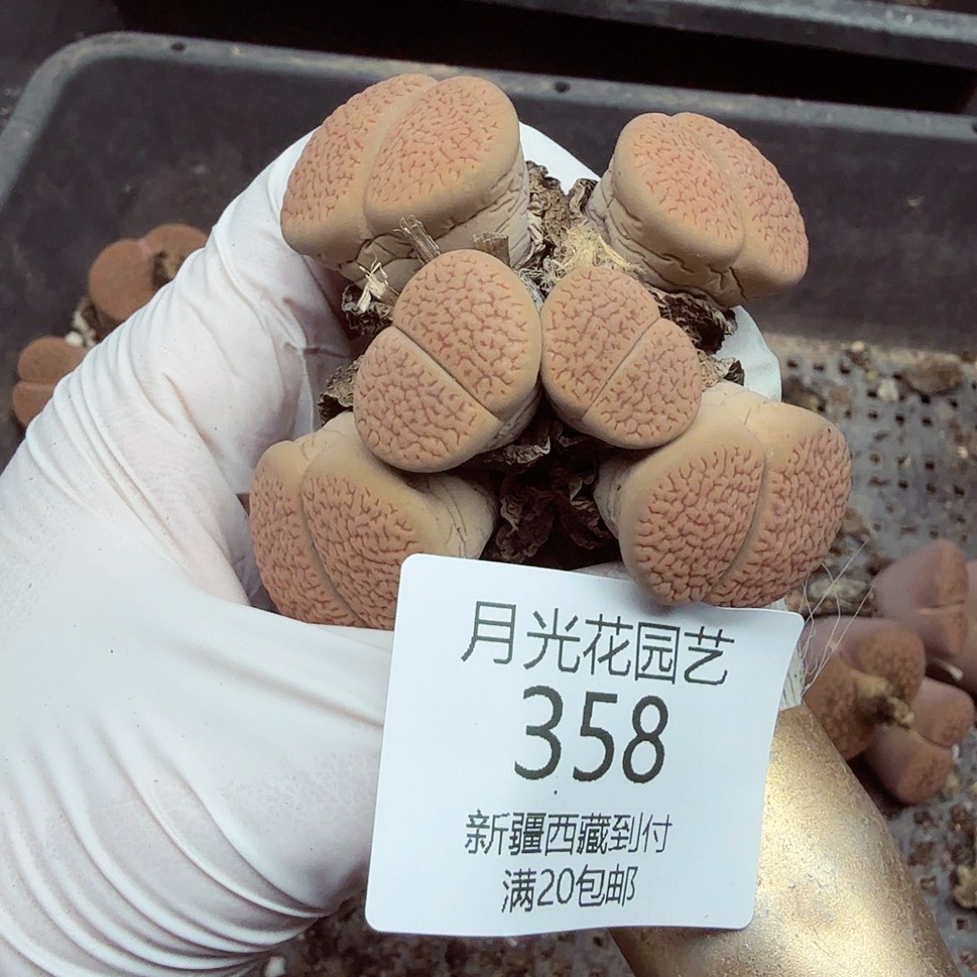 这个点睡一回是为了睡358