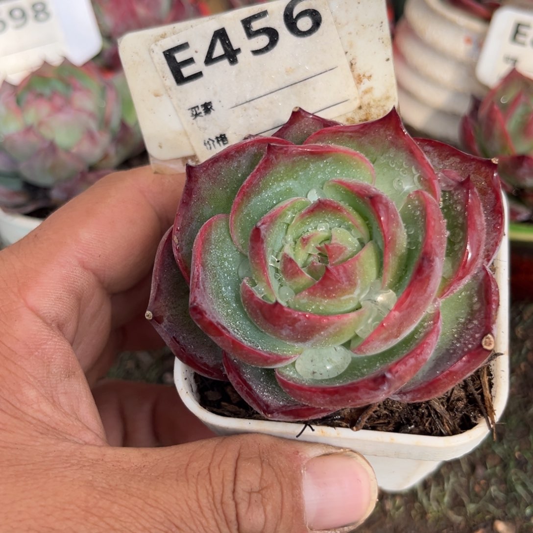 惊鸿一瞥456号多肉