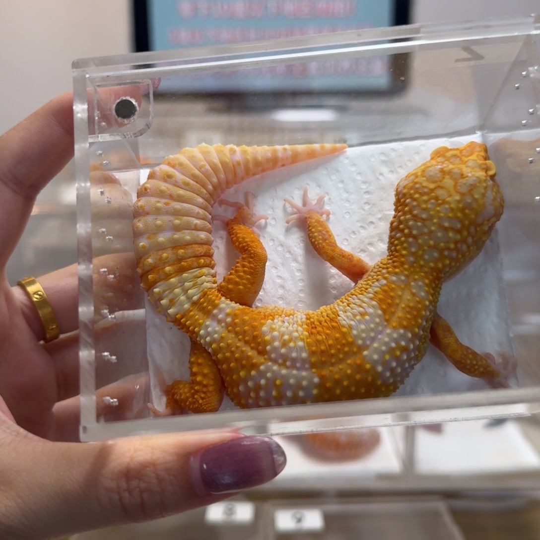 豹纹守宫头花暴龙妹妹