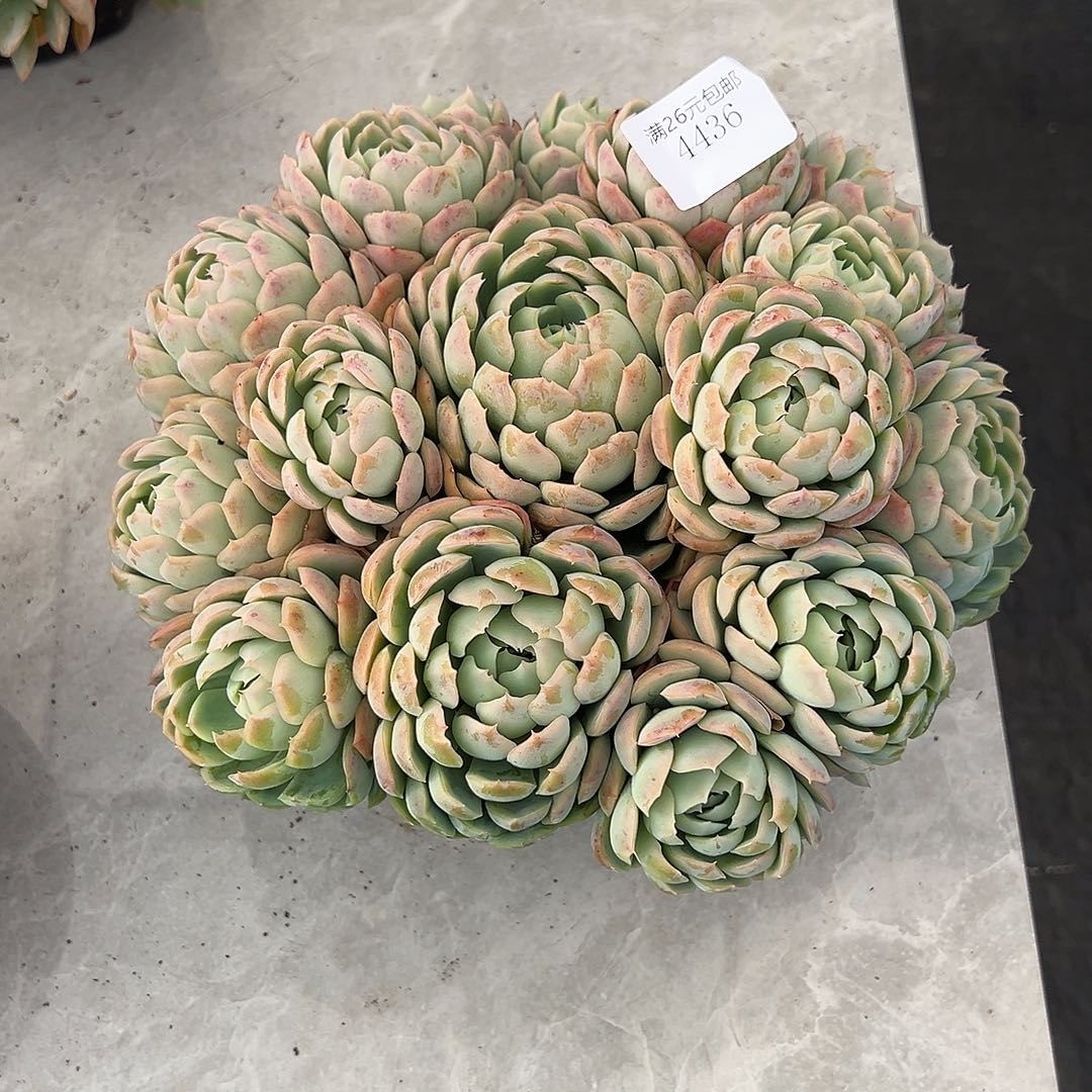 花***）4436贝瑞多肉植物多肉