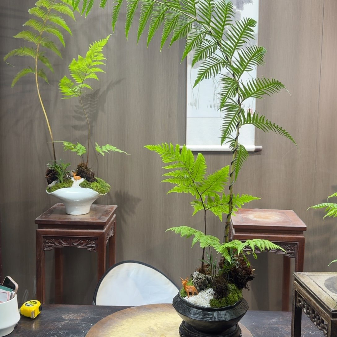 有***人无花朵蕨类植物一物一拍