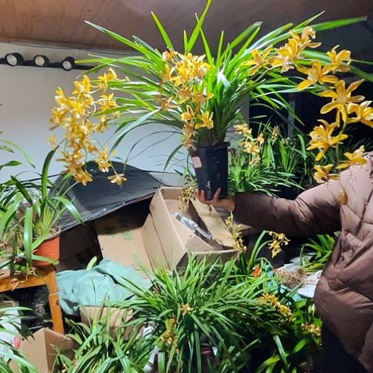 无花朵金丝细叶虎头兰