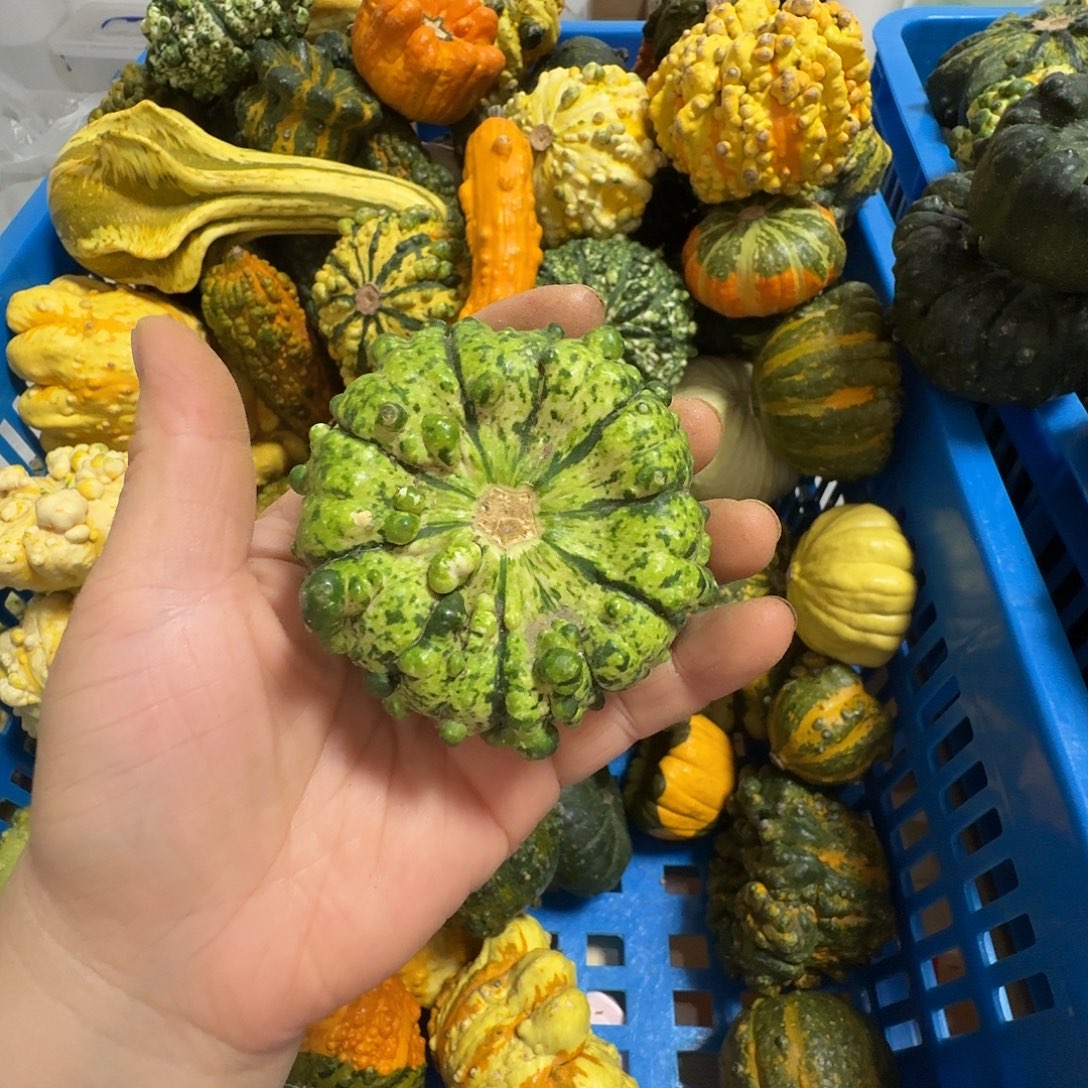 *****墨西哥七彩葫芦疙瘩