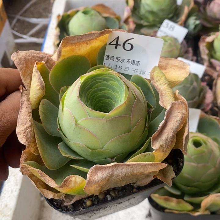 山地玫瑰脱土46号