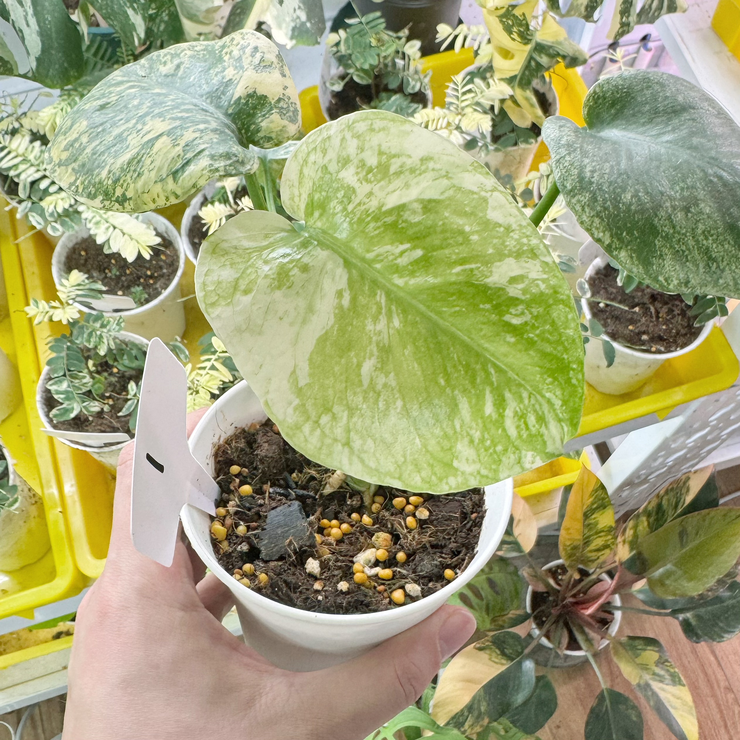 白怪兽龟背竹 定苗 一物一拍（不包叶损）部分地区限售