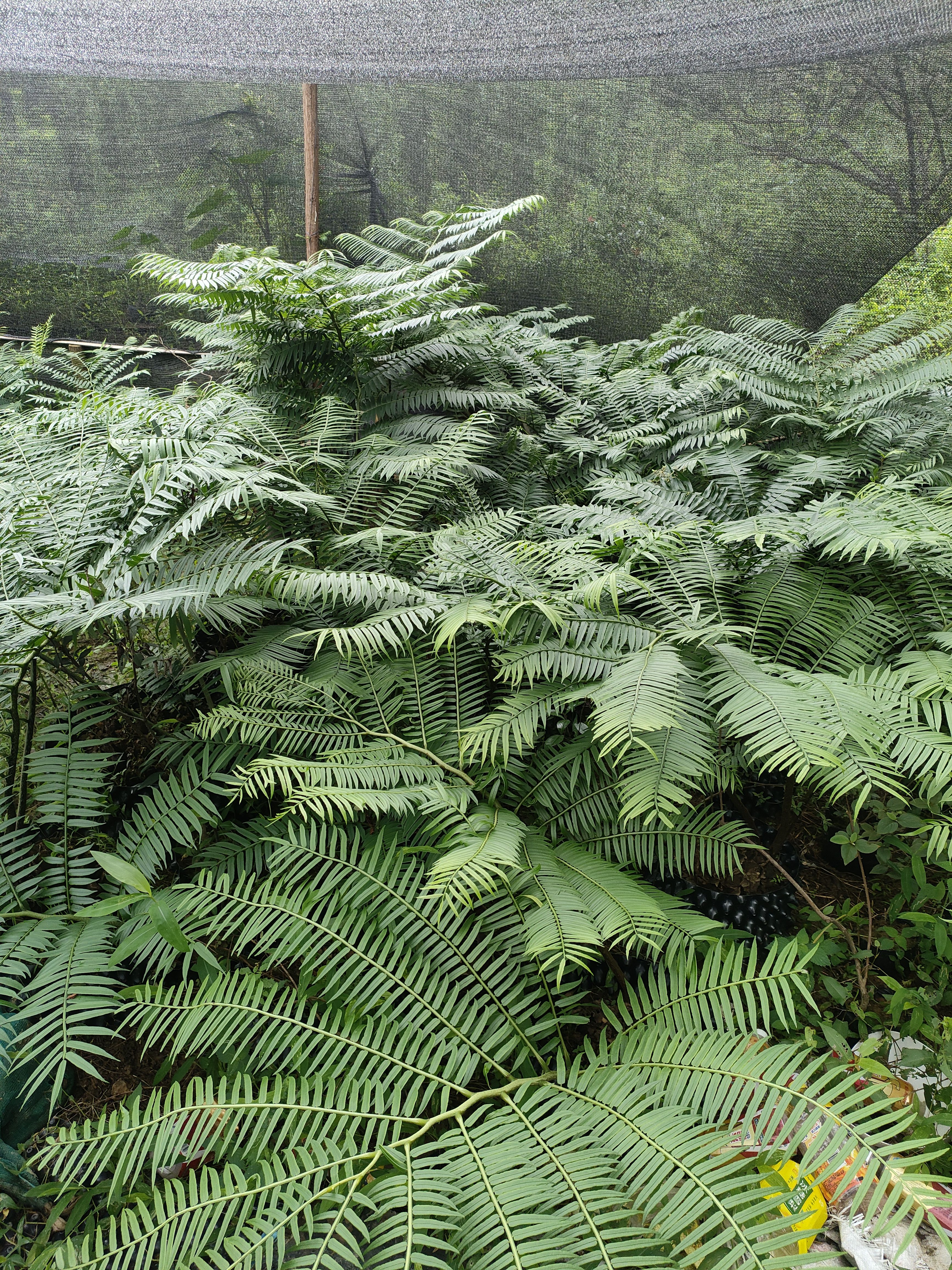 荚果蕨多年生耐寒耐热耐半阴蕨类植物适合庭院阳台