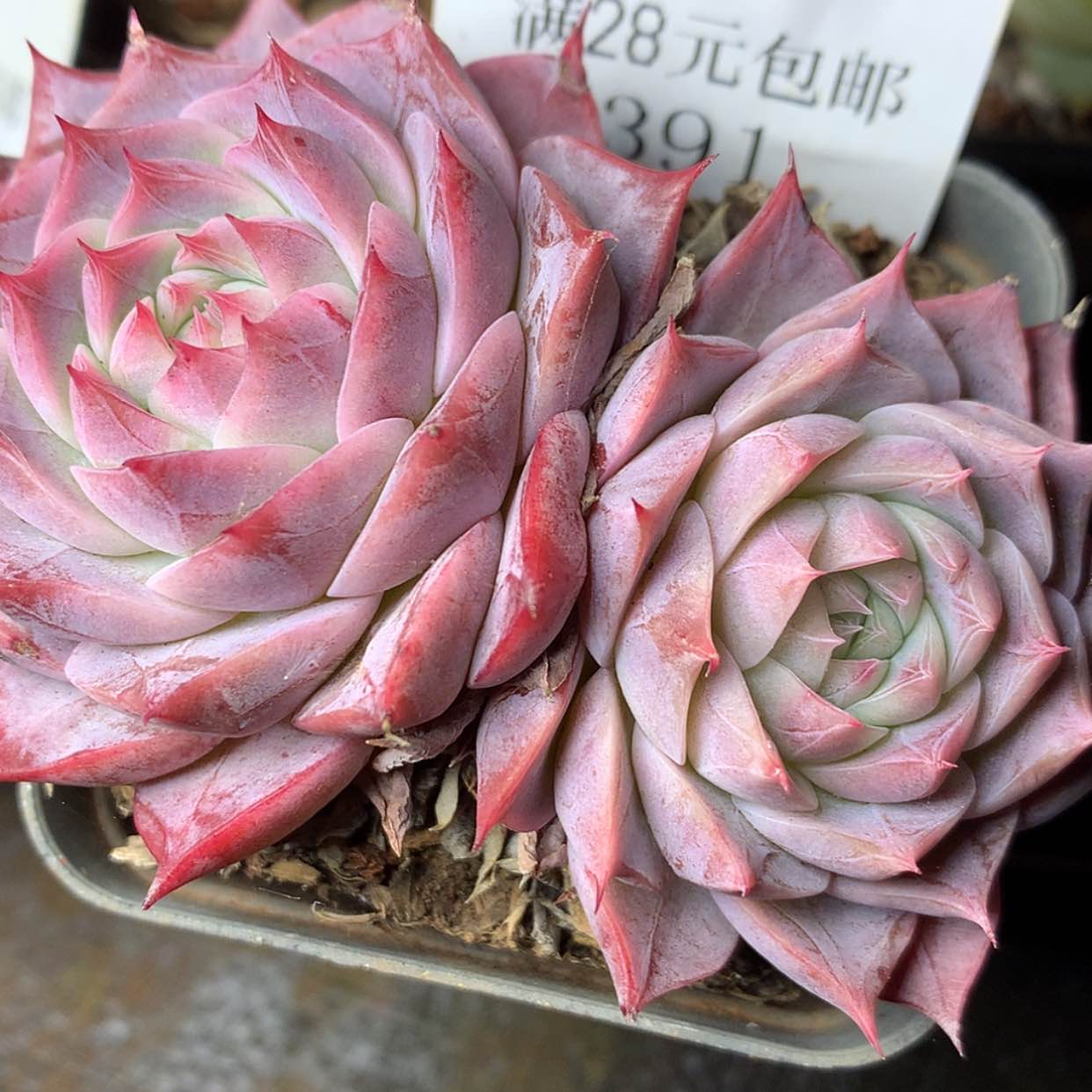 【闪购商品】云391号