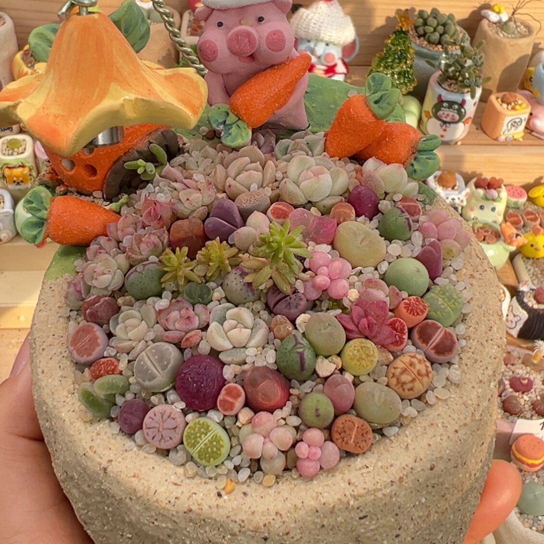 多肉植物28号花海需寄养