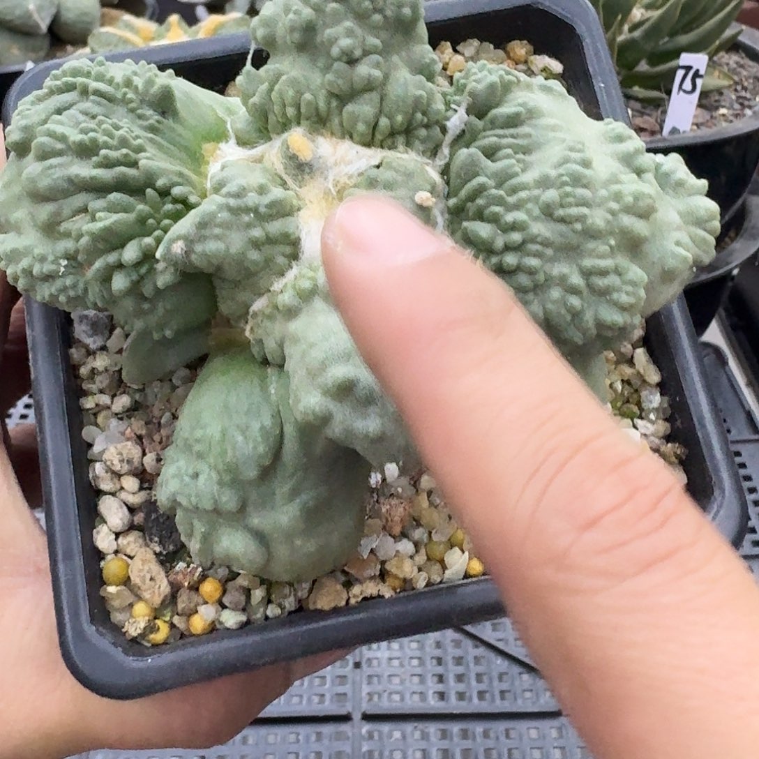 自根大型怒涛牡丹仙人球