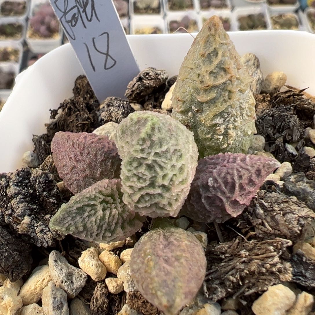 融化纹冰激凌多肉植物水泡