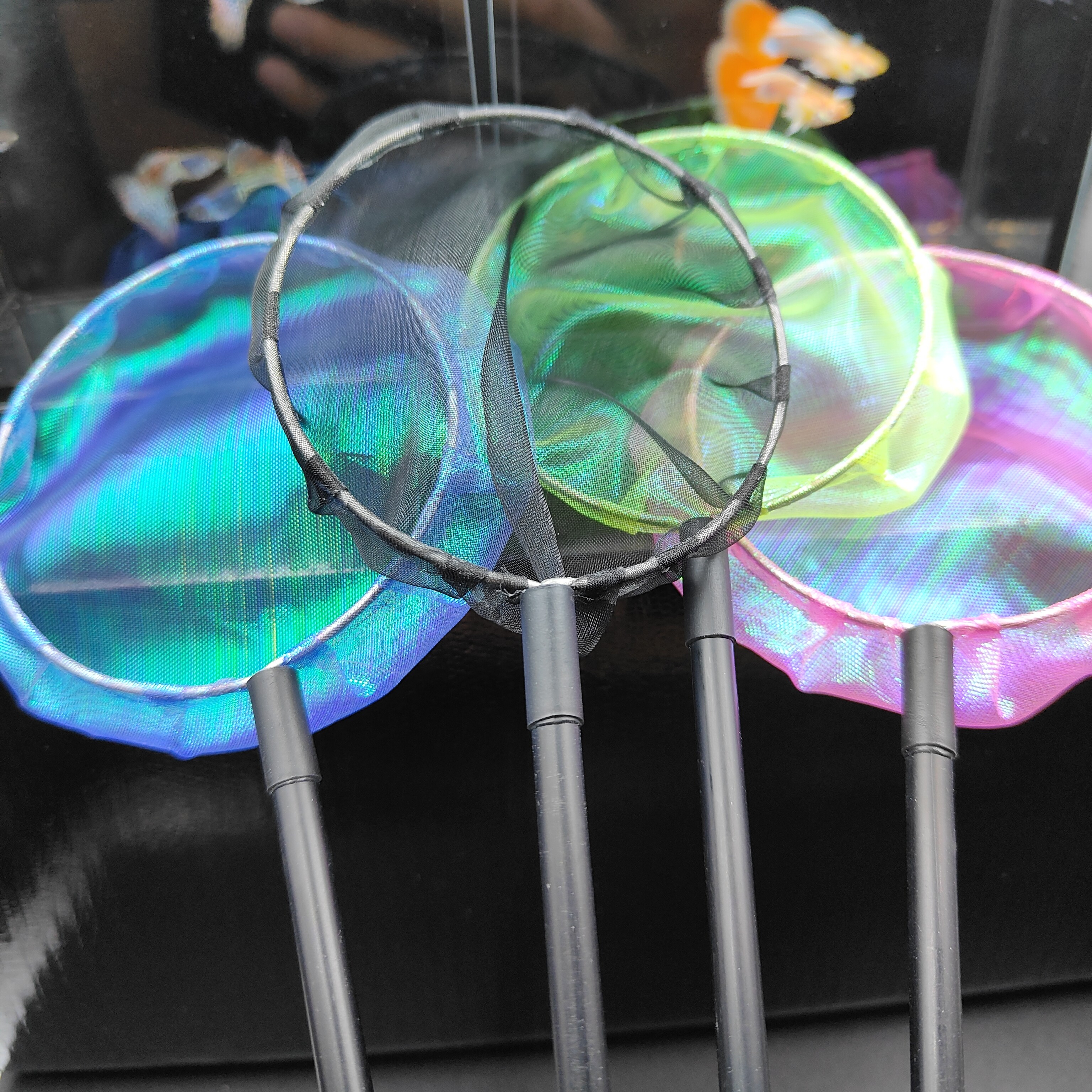 纯手工鱼捞不伤鱼鳍不伤尾巴DIY变形