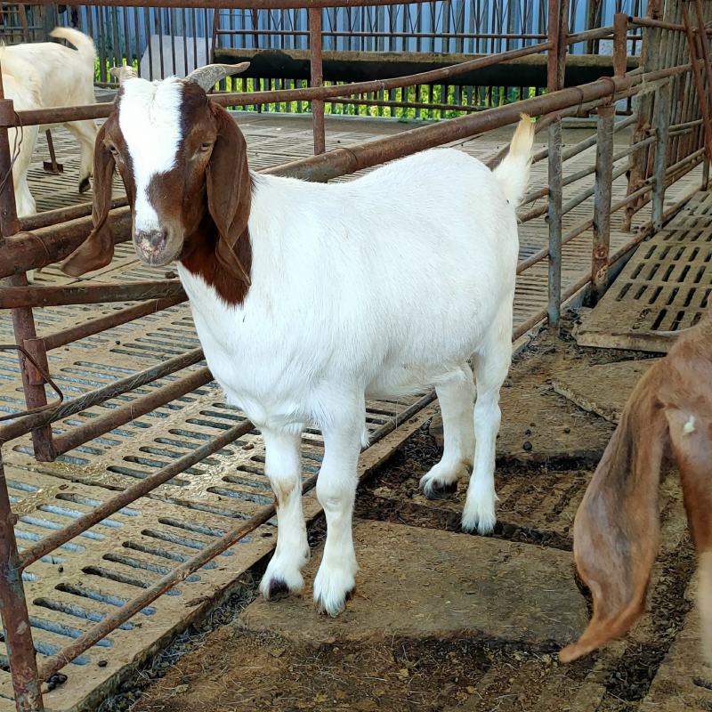  （波尔山羊纯天然养殖）波尔山羊75斤左右怀孕母羊