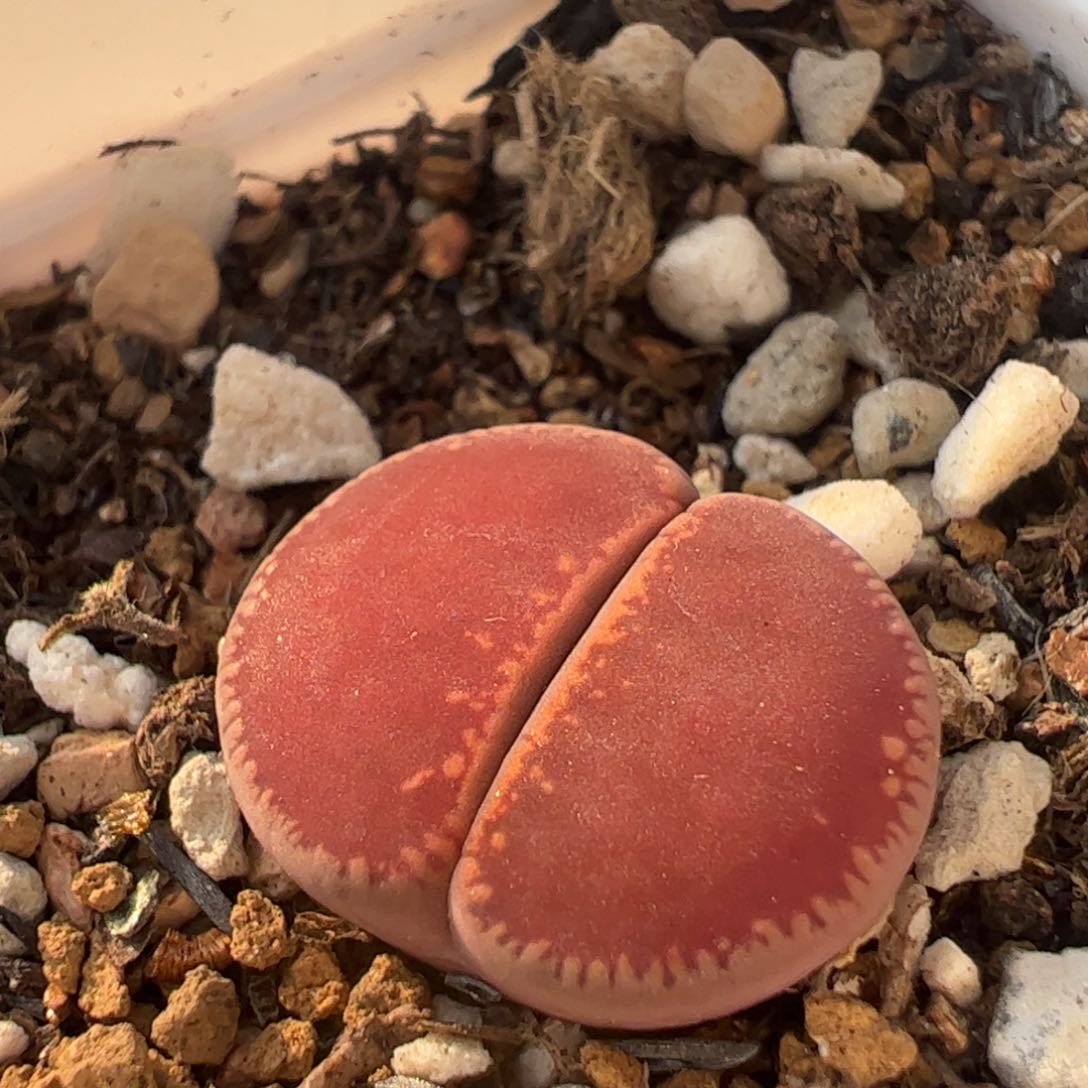 Ko母本多肉植物百科1