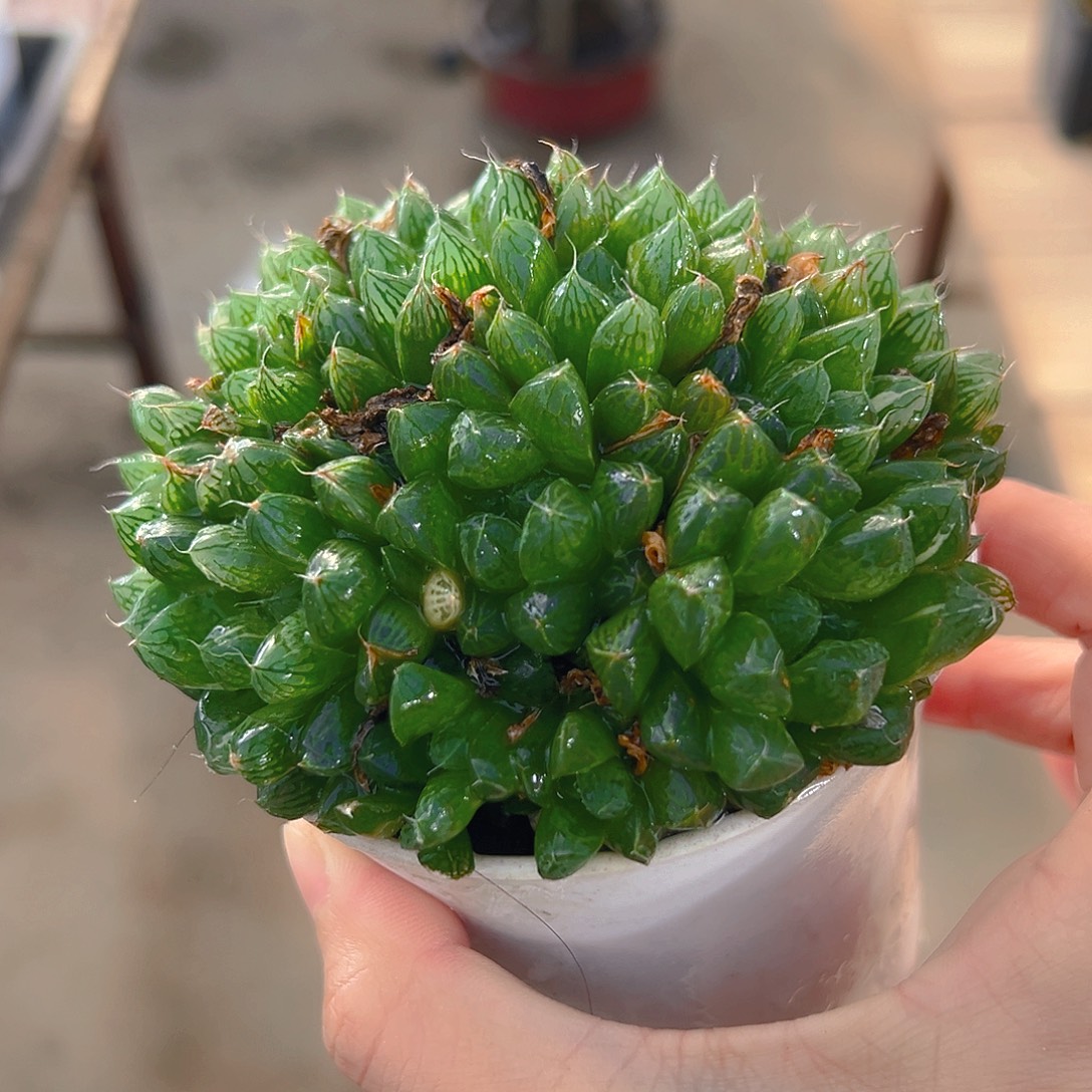 玉露群多肉多肉多肉1