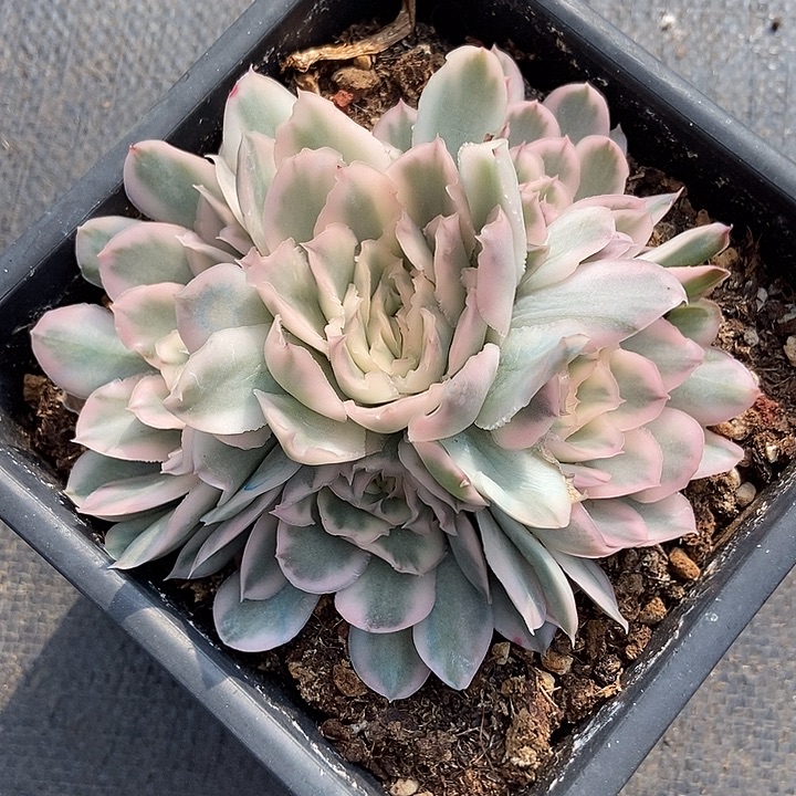 紫蝴蝶锦精致捧花