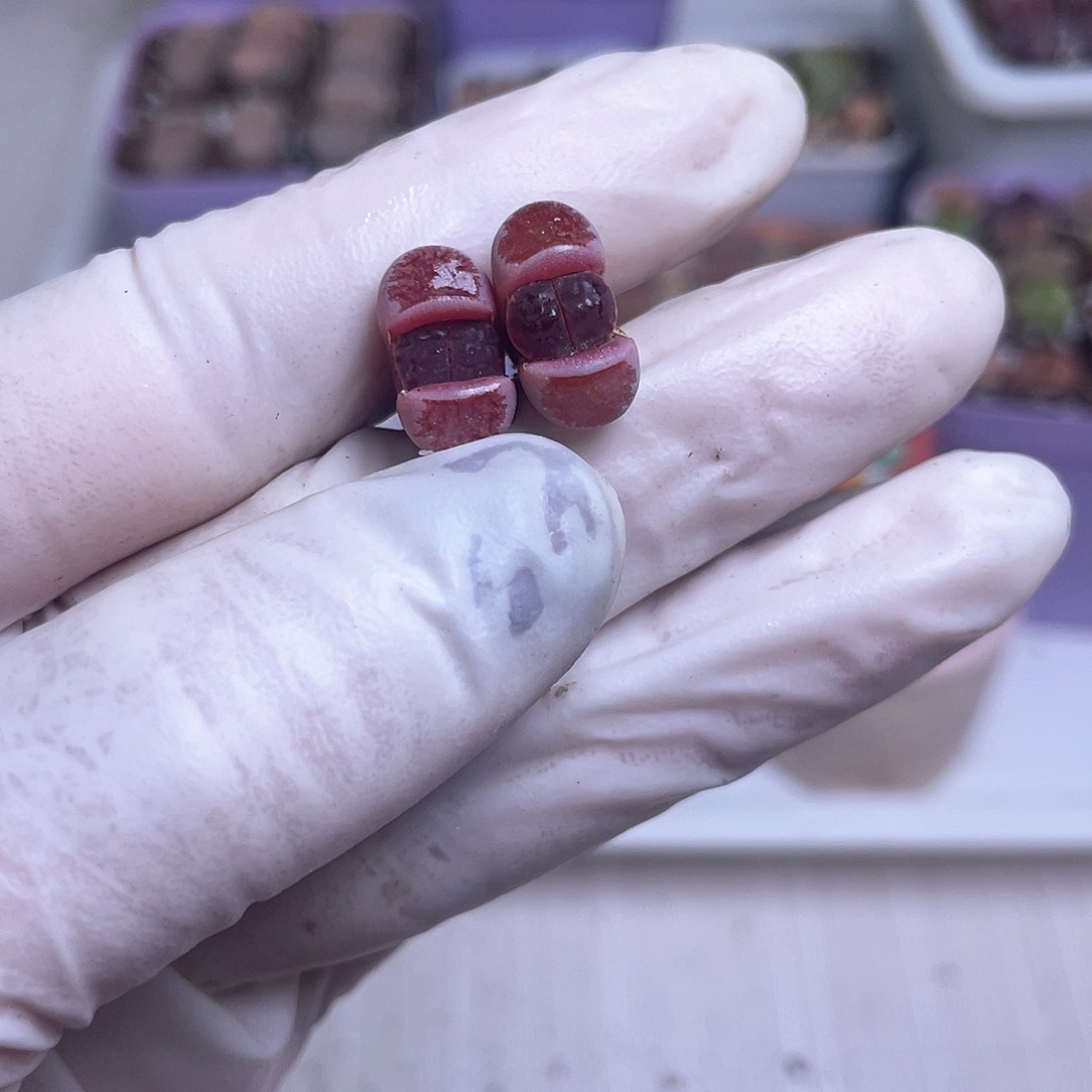 678 净窗阿克塞尔玫瑰……