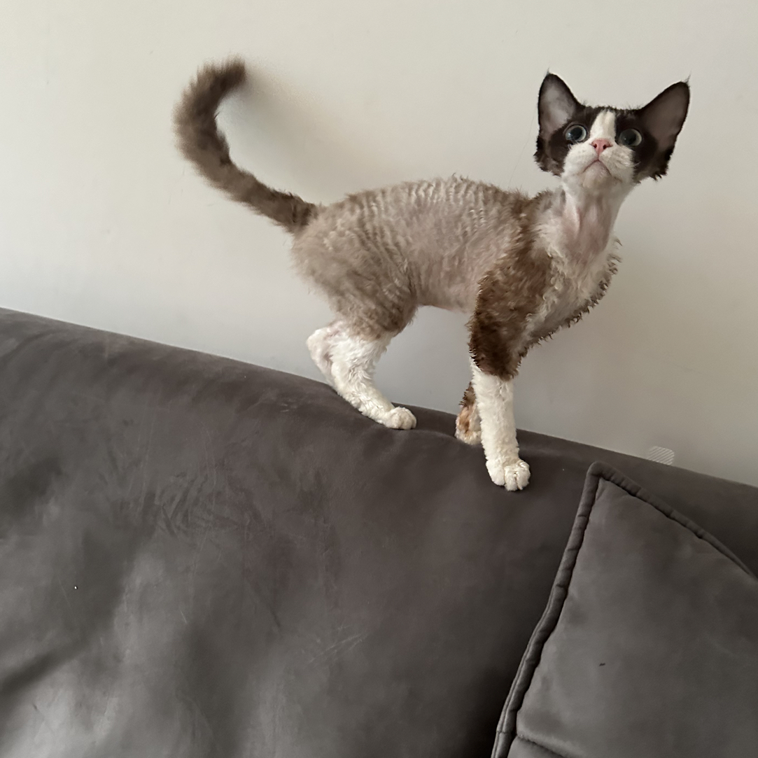 德文卷毛猫（拍前咨询客服）