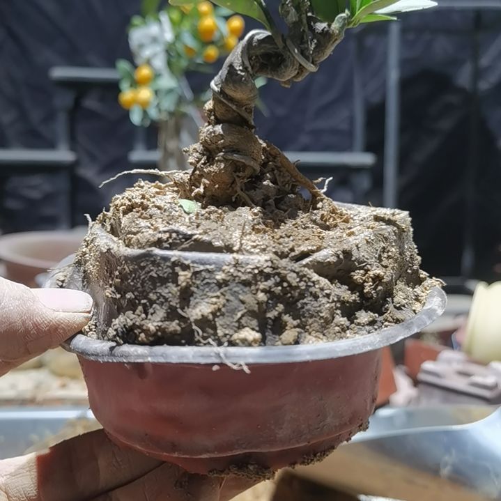 完全开放金豆小橘子绿植