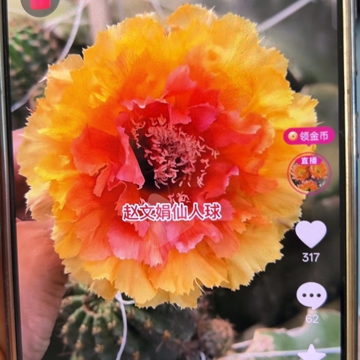 仙人球侧芽歪琉璃盏