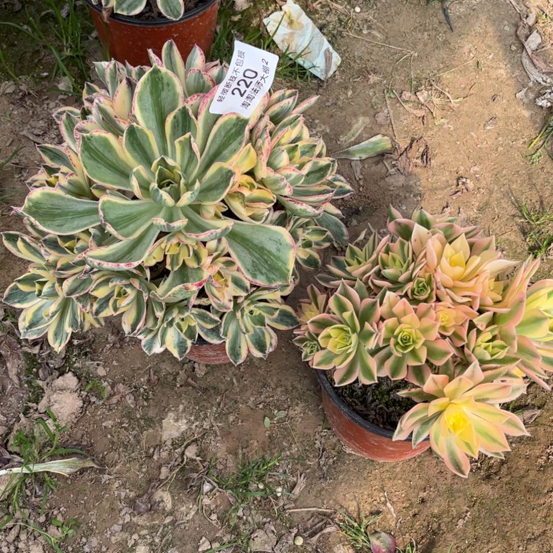 220两颗多肉植物法师