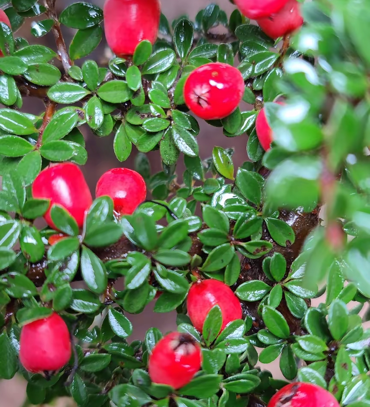 高山荀子等盆景素材