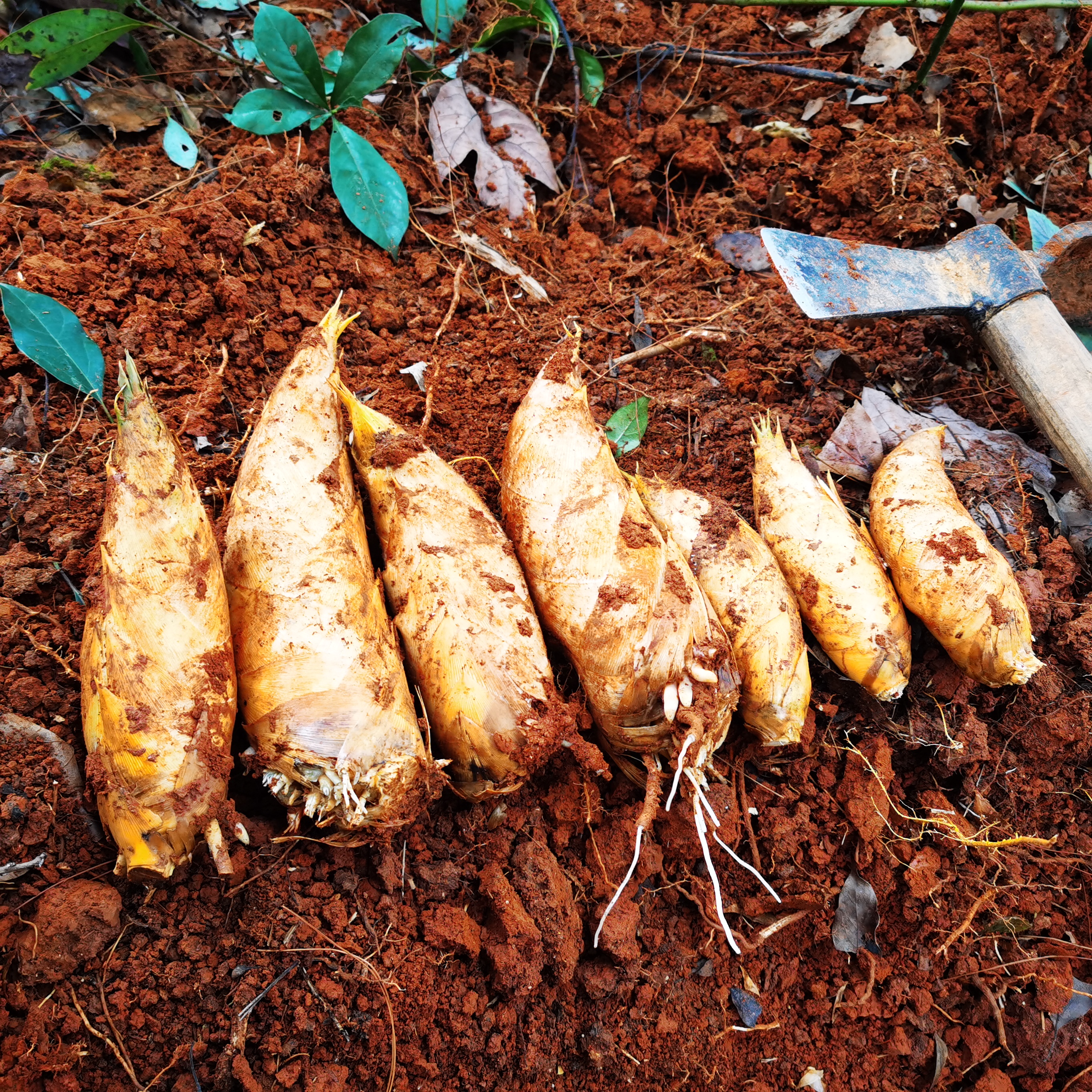 湖南衡阳本地新鲜高山黄泥冬笋