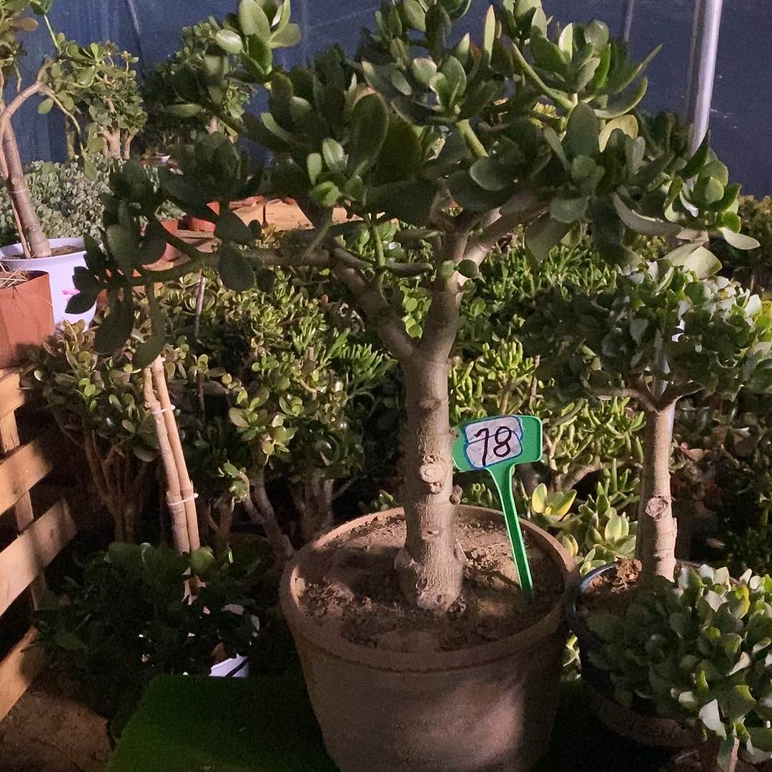 骑***灯完全开放老桩玉树一物一拍