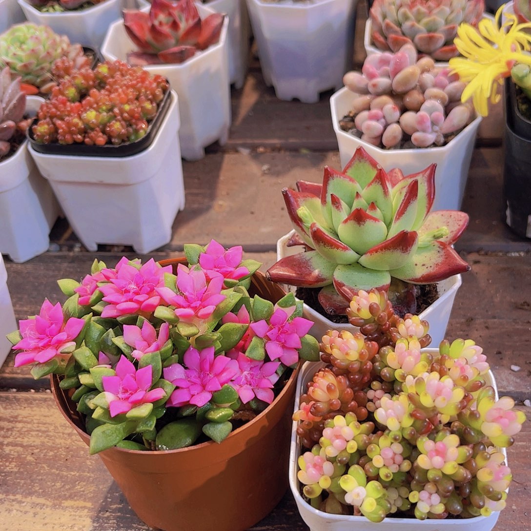 吹雪➕红乌木➕七彩龙珠