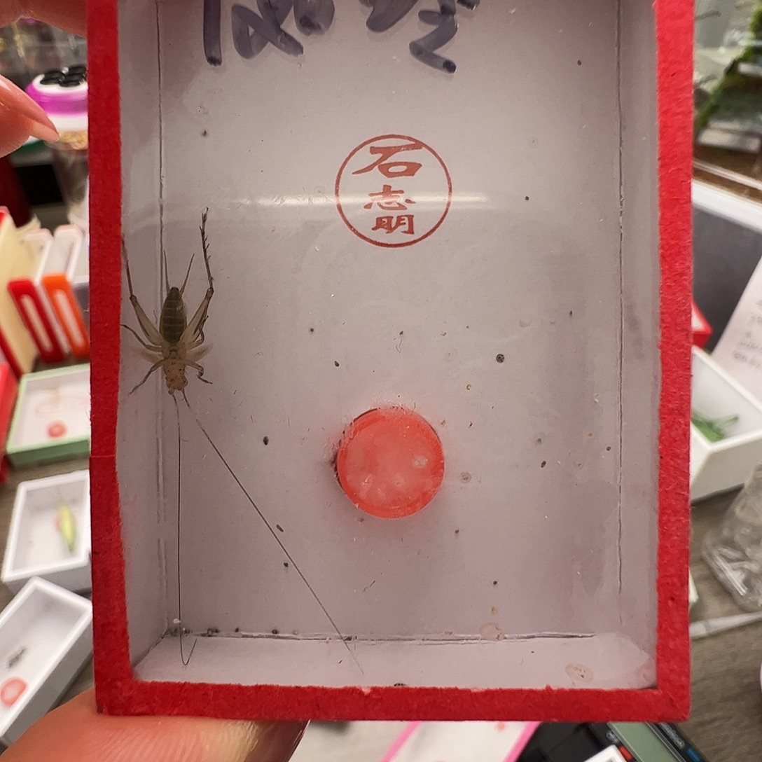 夜***骐石大黄蛉一个一只