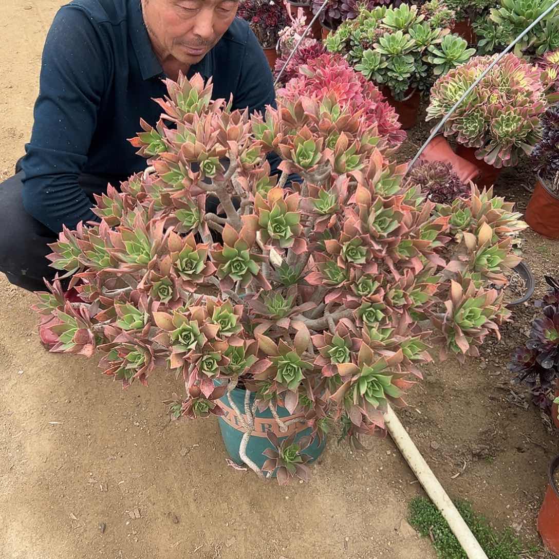 多肉植物多肉植物