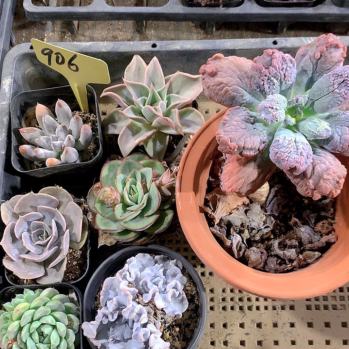 无花朵906号多肉植物园艺