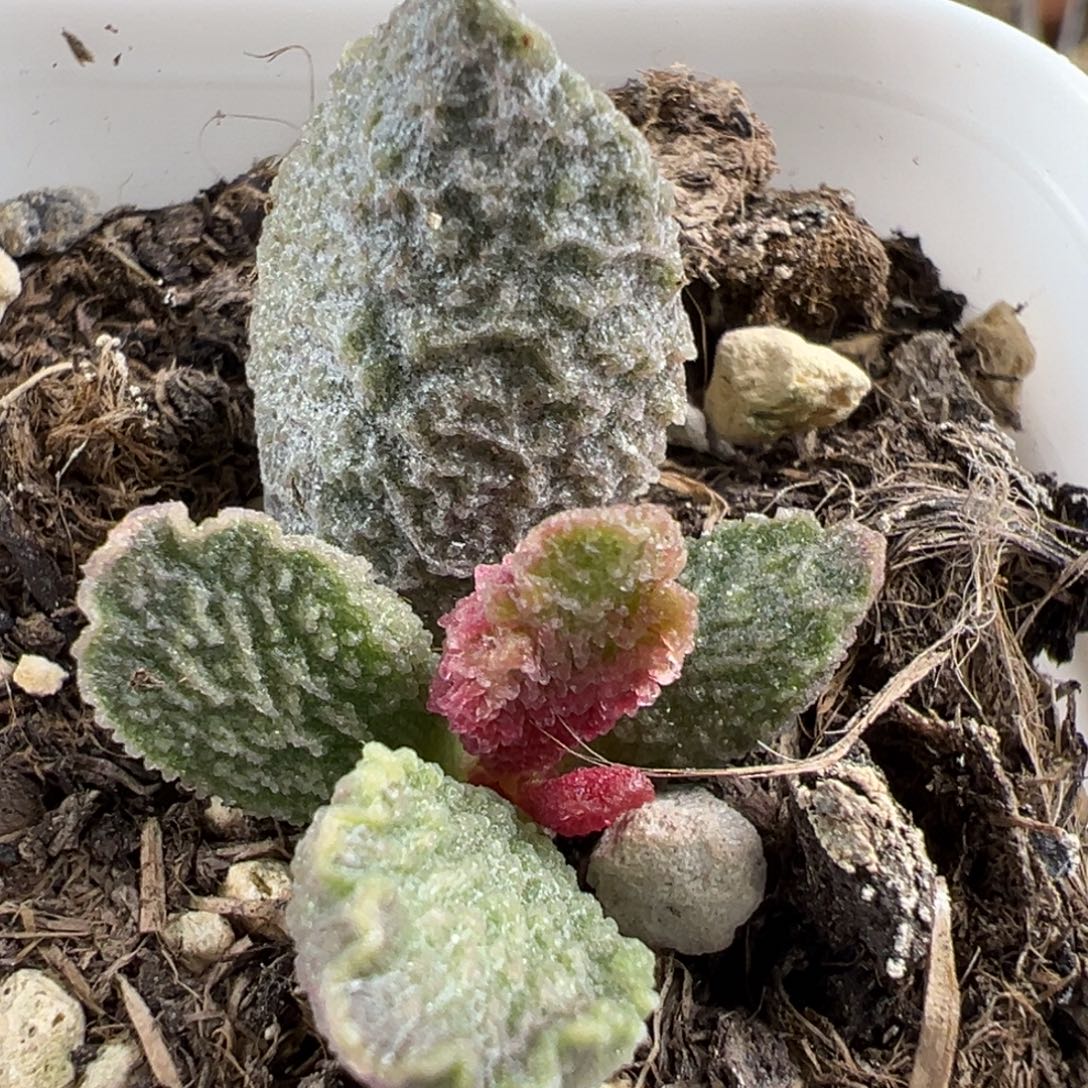 大鱼海棠带倒刺多肉植物