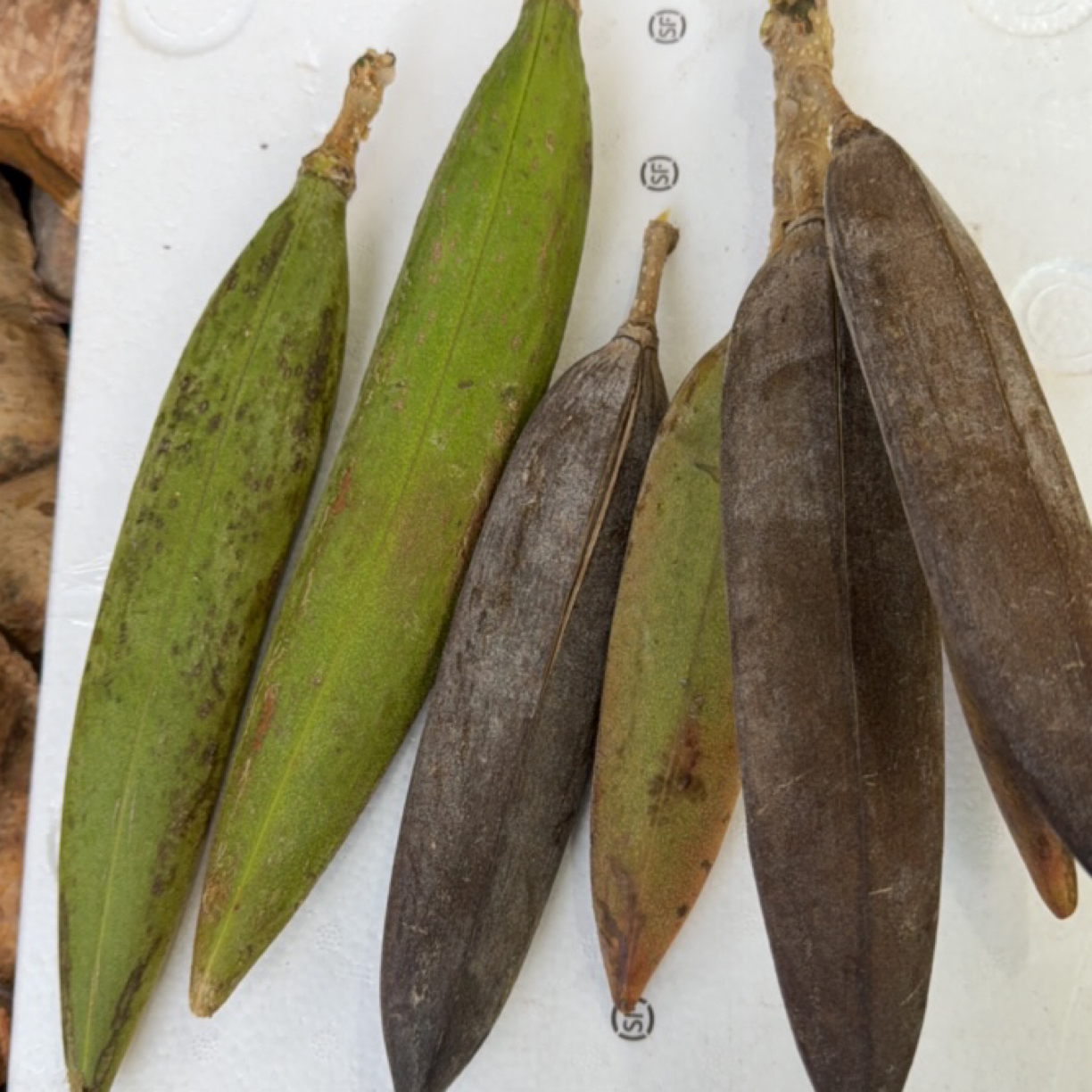 拍一单发两根-（发2根）火焰木标本植物云南特产挂饰装饰