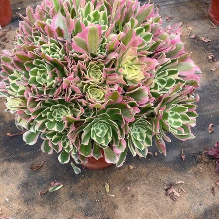 316雨花石法师多肉断枝不售后