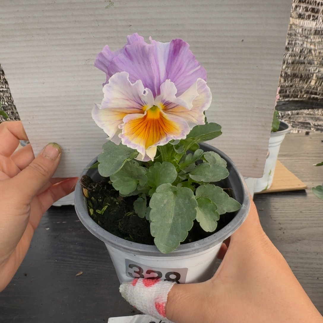 全部花朵328号角堇