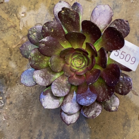 黑魔多肉植物5509