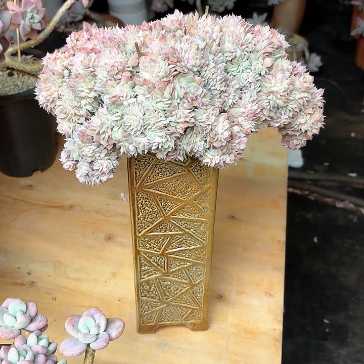 多肉植物，昂斯若缀