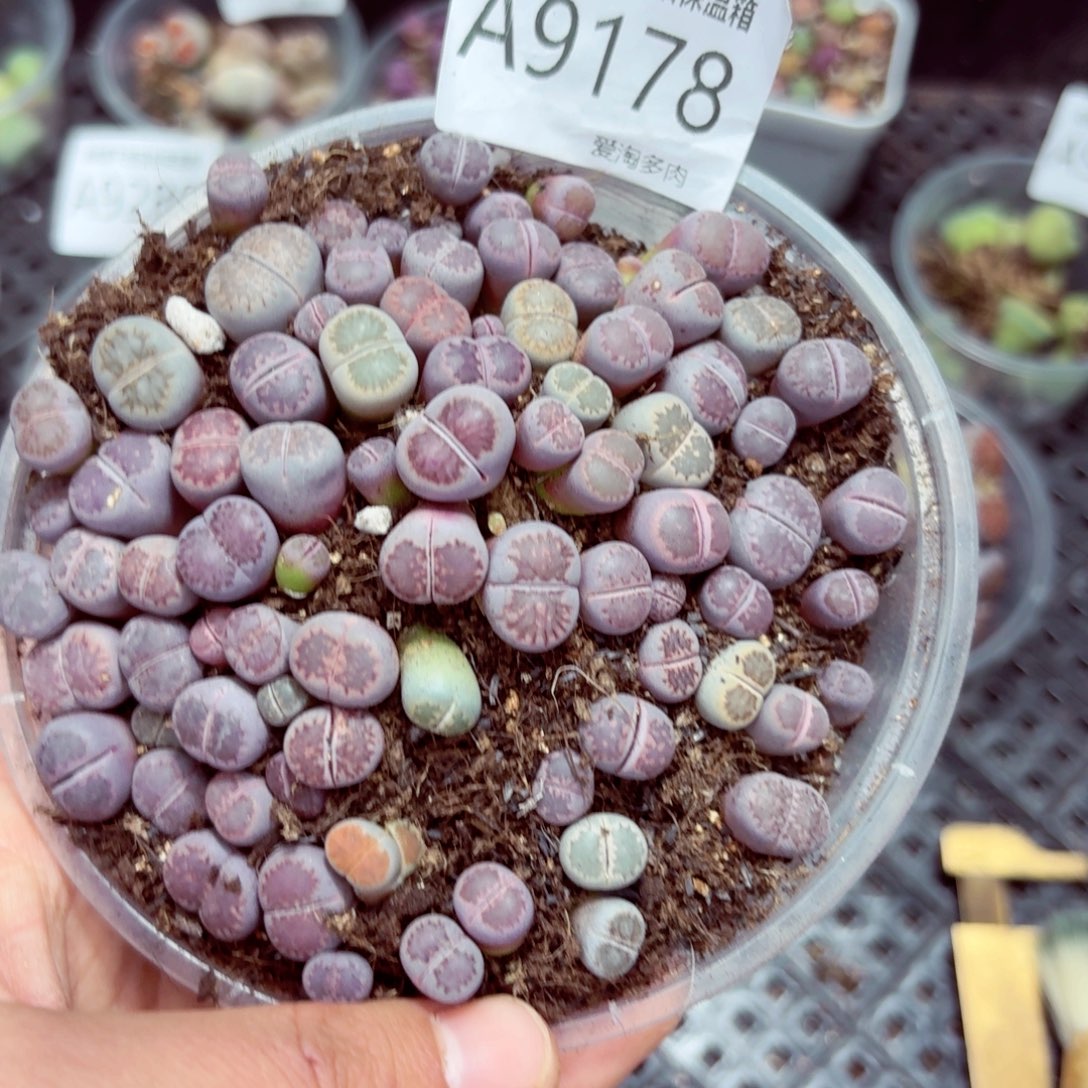 9178–-零下地区需拍保温箱