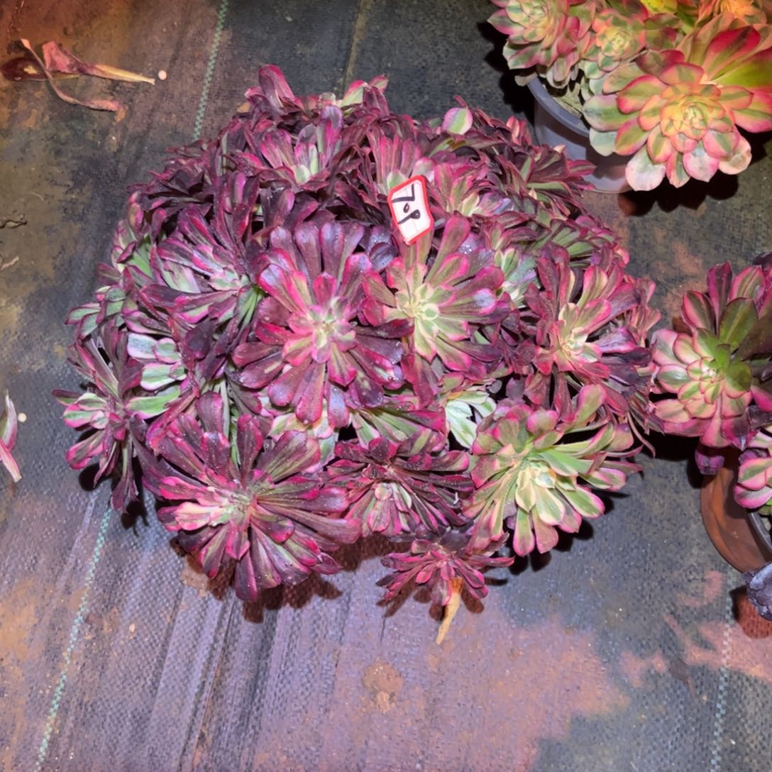 709多肉植物同花顺