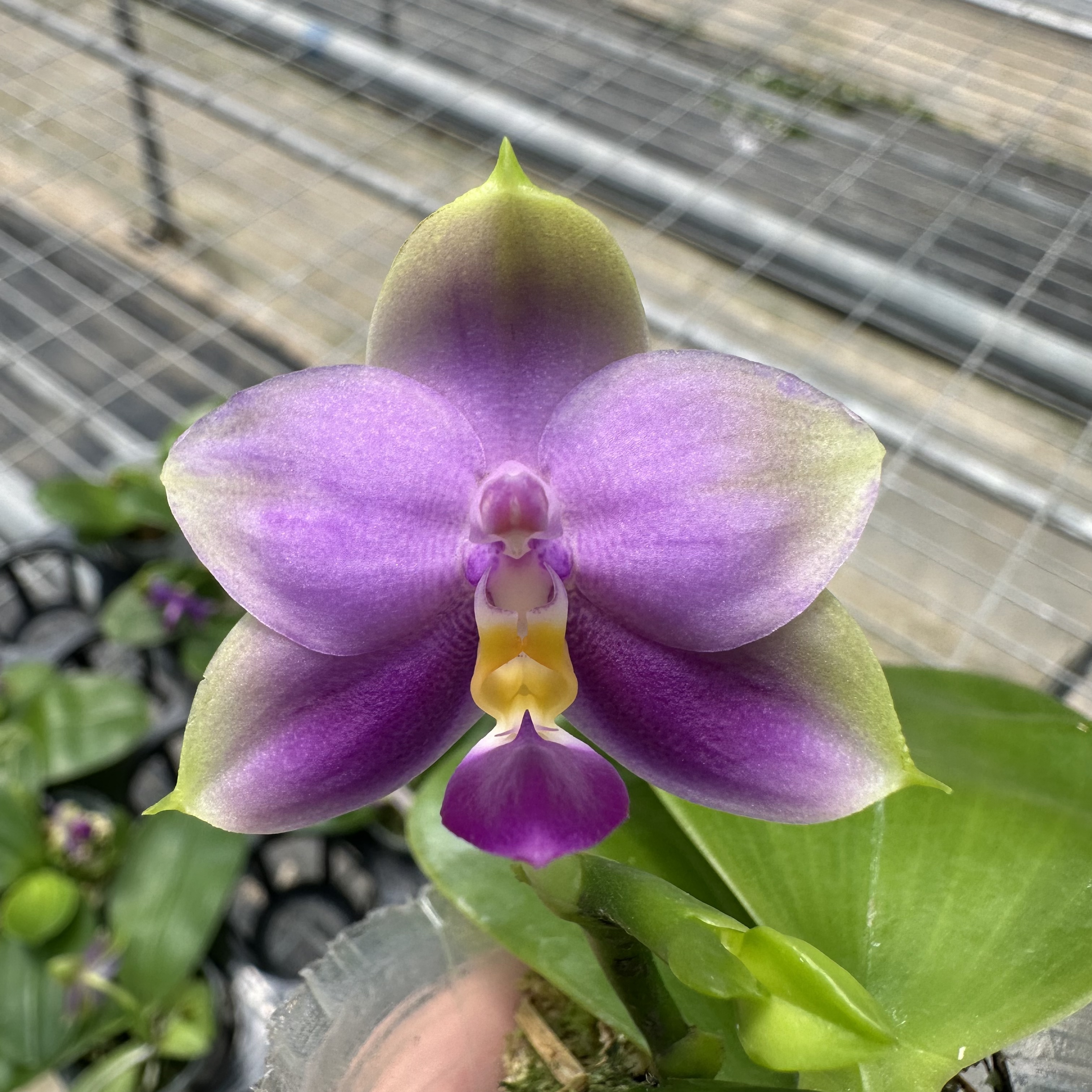 2.5寸槟城荧光交印地狗-开花株【刚出根叶瑕】 趣味兰