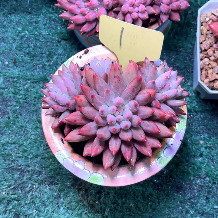 虞美人1号码牌子的话题了