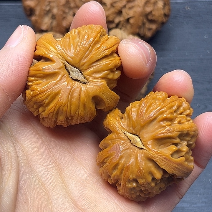 香樟木秦岭突突突突突