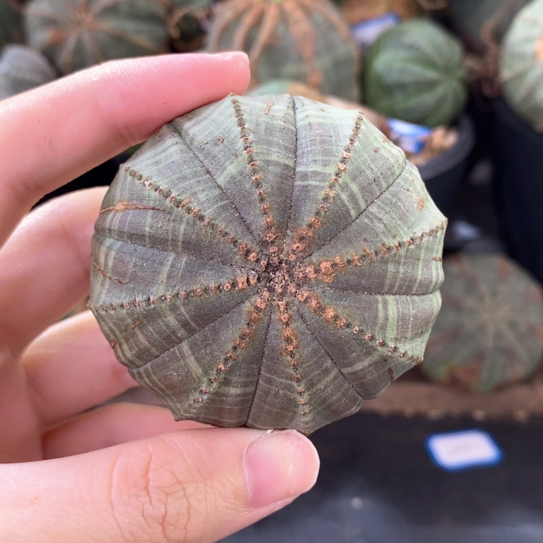2布纹球精品一物一拍