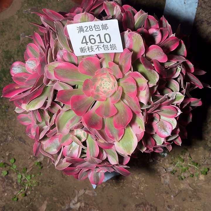 4610红女郎多肉植物