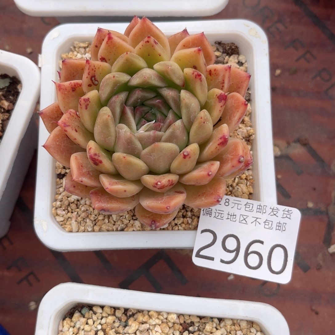 大2960；g f b v b n m n