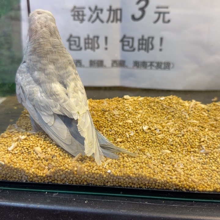 虎皮鹦鹉大头虎皮鹦鹉
