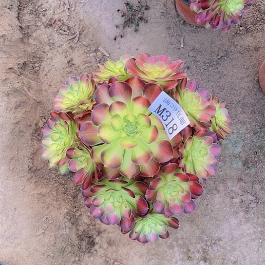 318韶华多肉植物