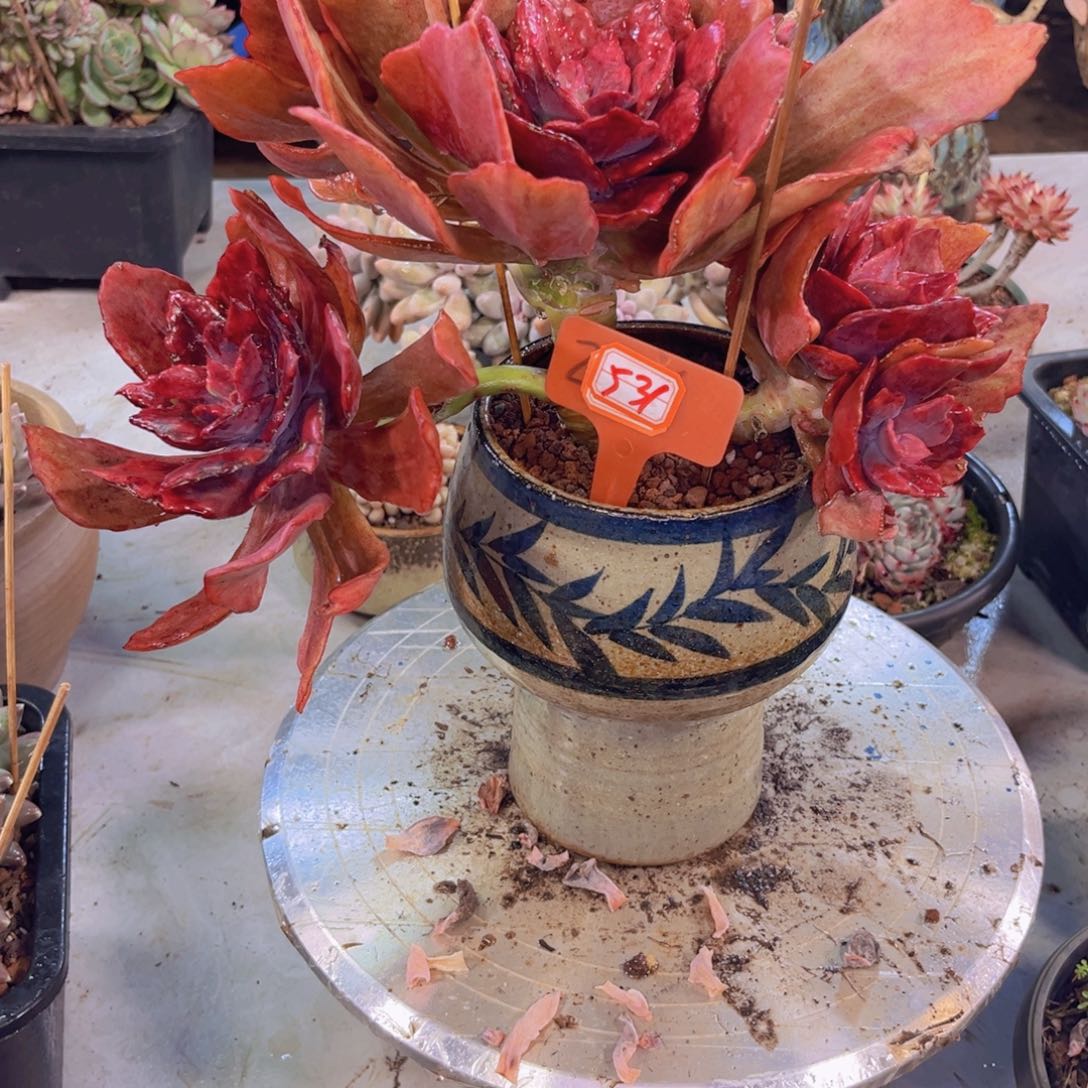 H*7钻石锦带盆物流531多肉植物