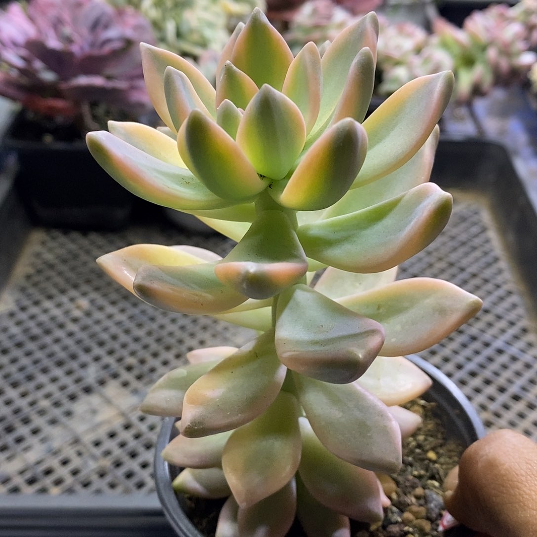 1078淡雪锦多肉植物